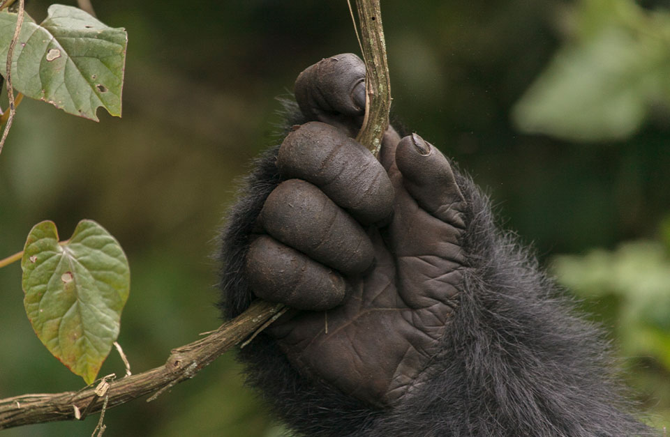 Gorilla's hand in Rwanda