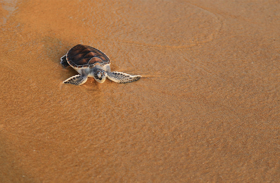 Turtle in Sao-Tome-Principe