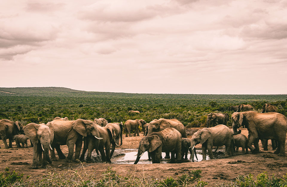 elephants south africa