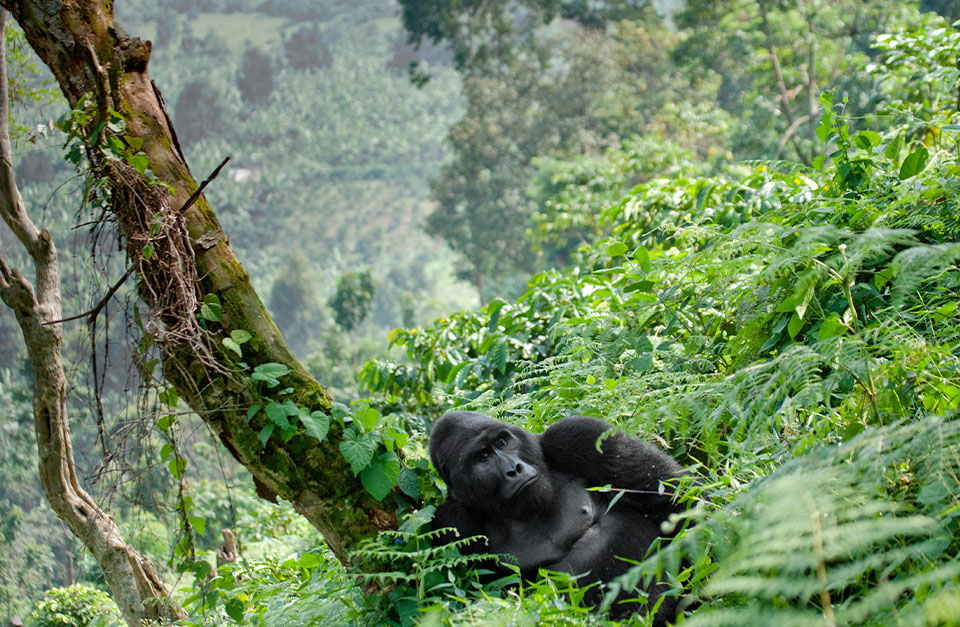 mountain gorillas in uganda