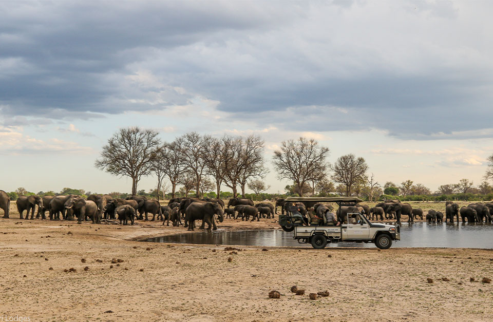 elephants in Zimbabwe