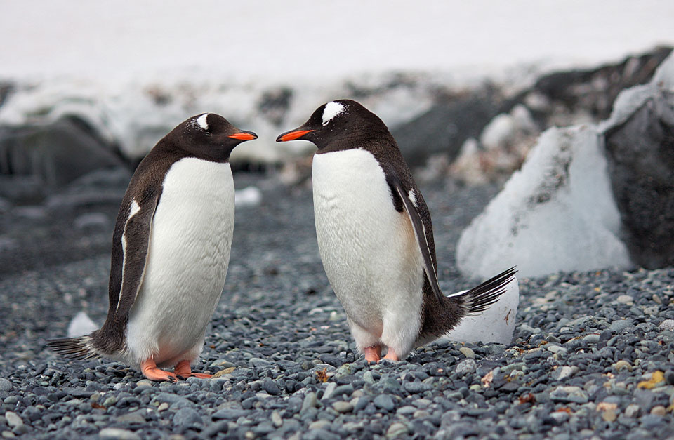 penguins in Antarctica