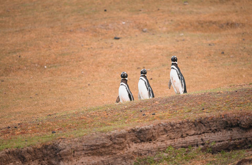 penguins in falkland islands