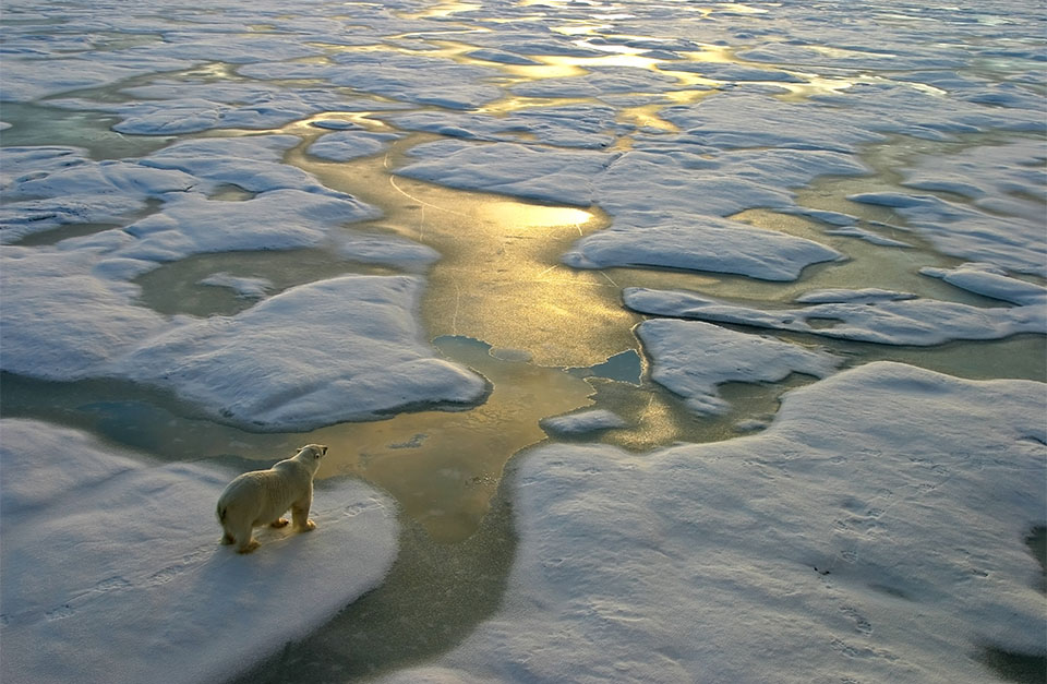 polar bear on the ice, north pole
