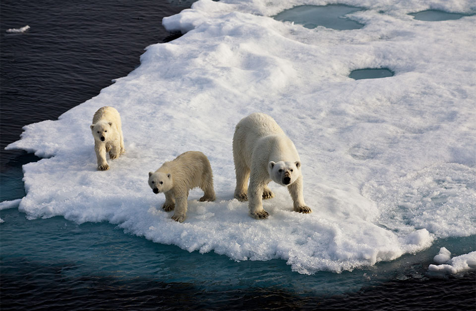 Polar bear on the ice svalbard