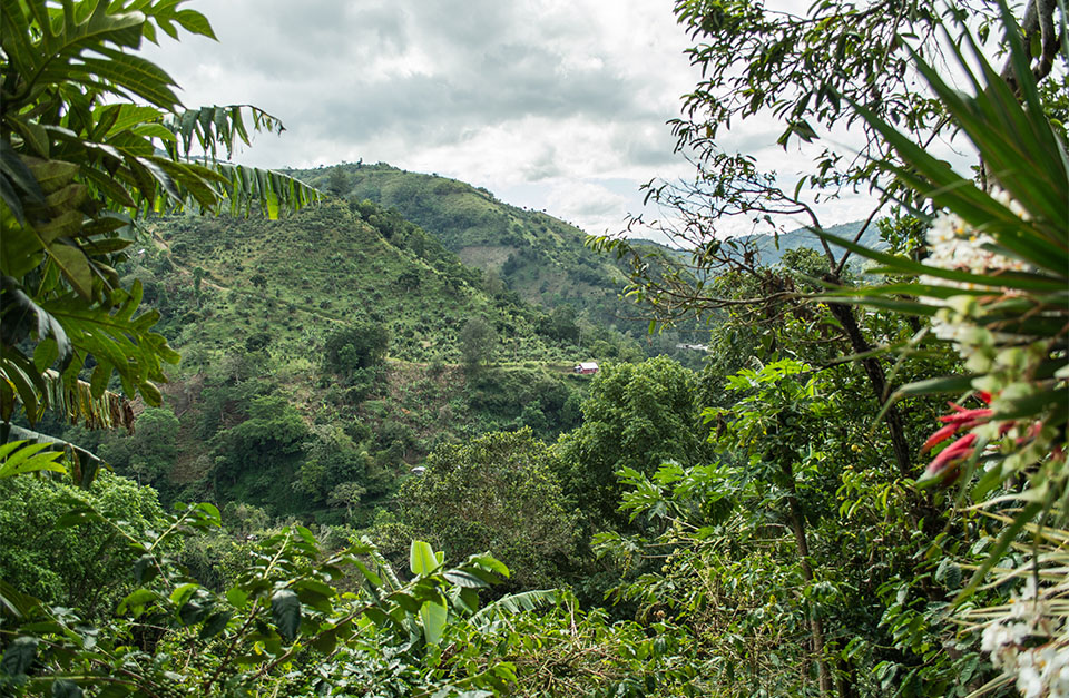 rainforest in Jamaica