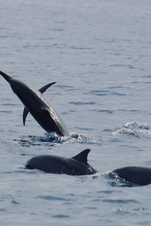 Damaniyat dolphins Oman