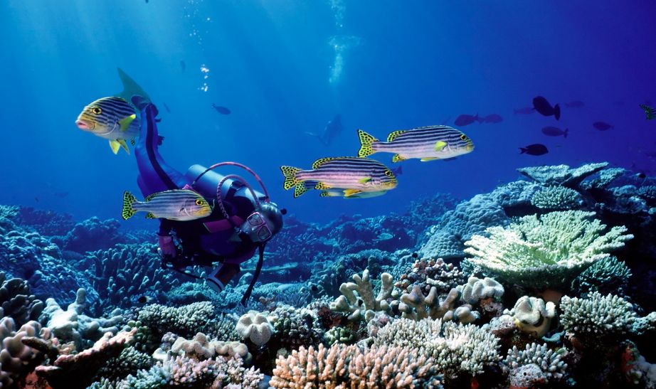 Diving Maldives
