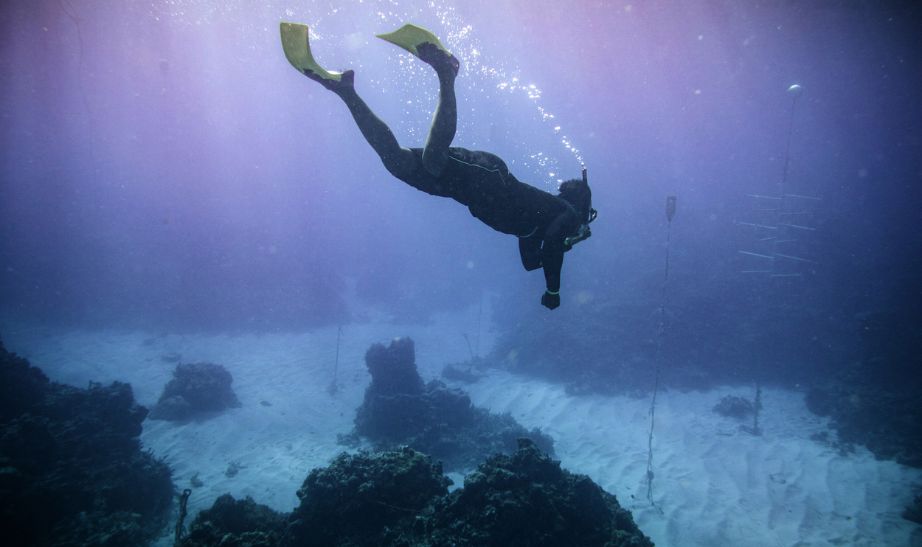 Diving in Jamaica