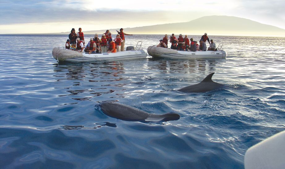 Dolphins Galapagos