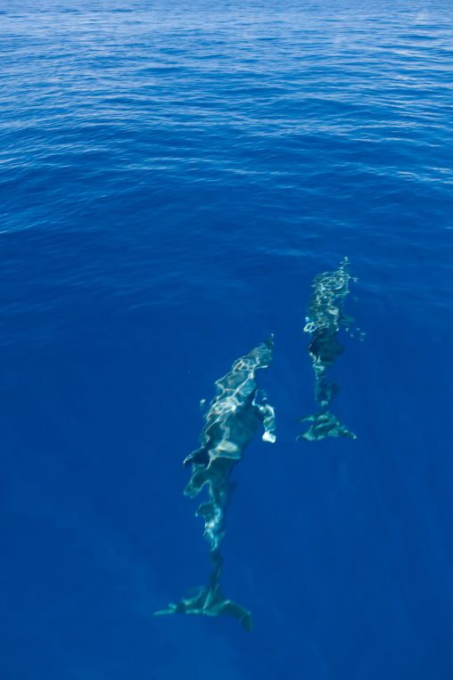 Dolphins Maldives