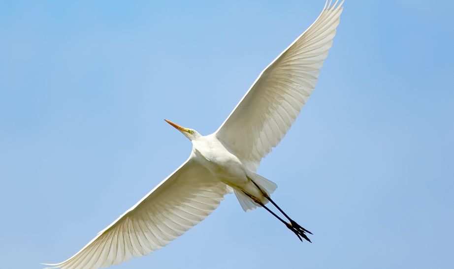 Egret South Korea