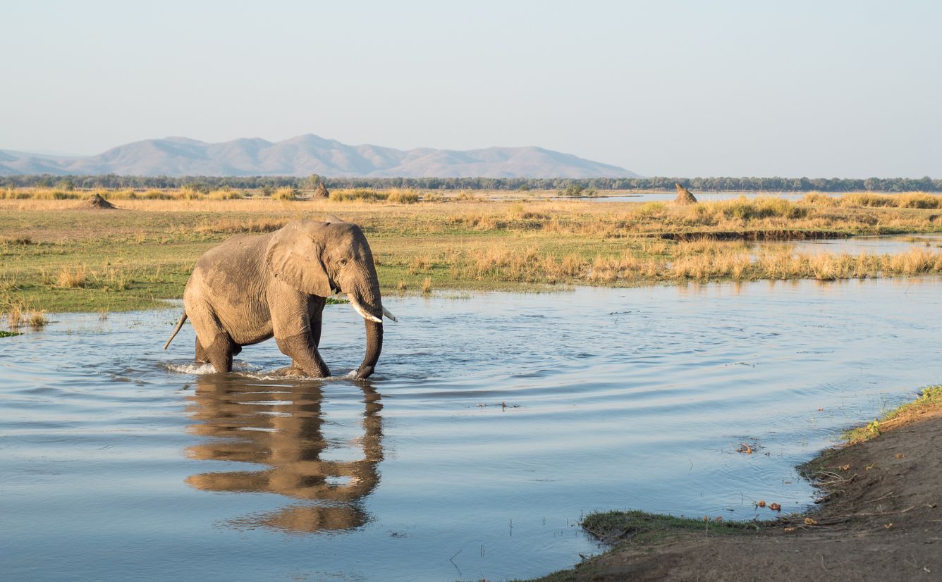 Elephant drinking Zimbabwe