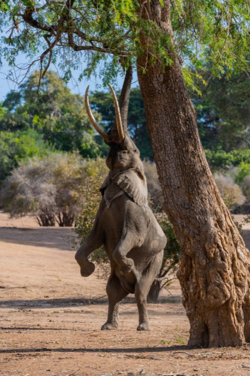 Elephant feeding in Mana pools Zimbabwe