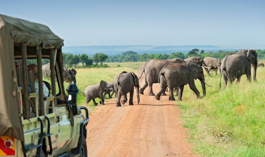 Elephant safari in Kenya