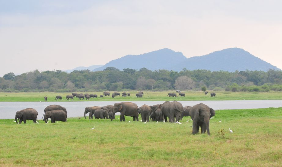 Elephants Sri Lanka