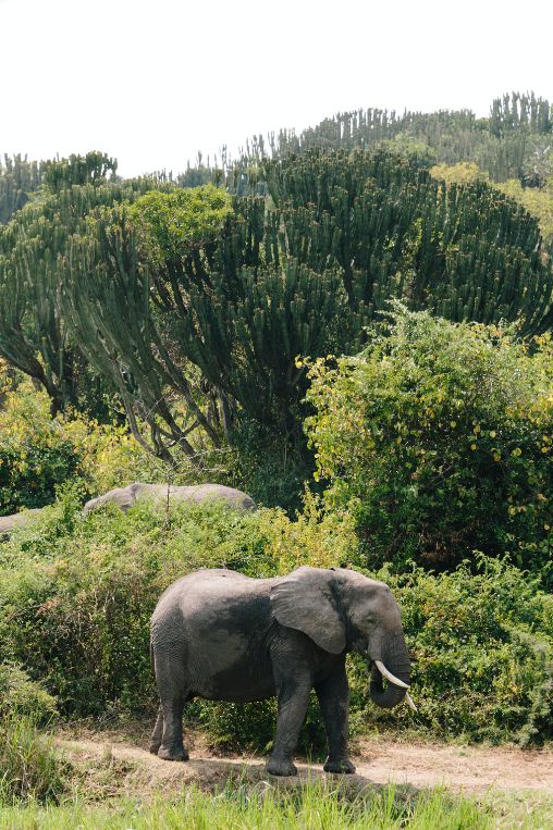 Elephants Uganda