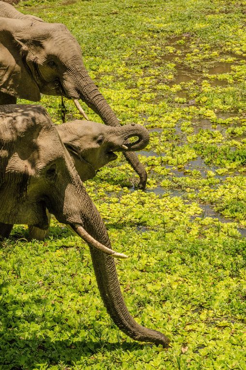 Elephants drinking Zambia
