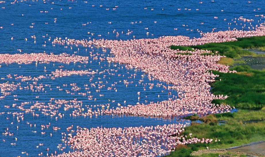 Flamingos Kenya