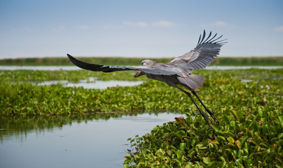 Flying Uganda