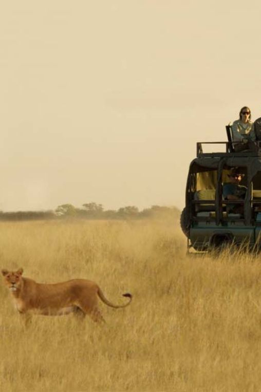 Game drive Botswana