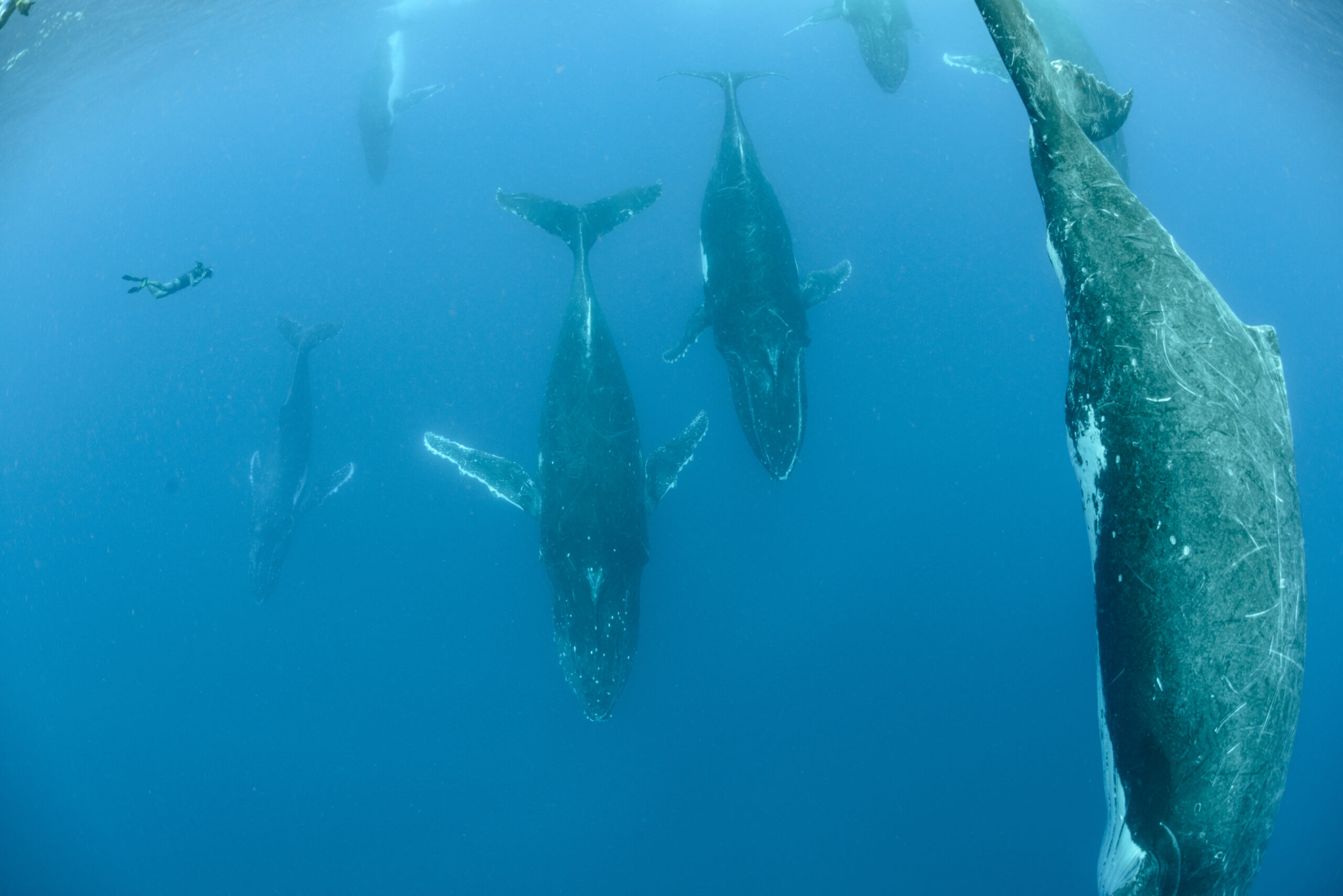 Humpback Whale pacific islands