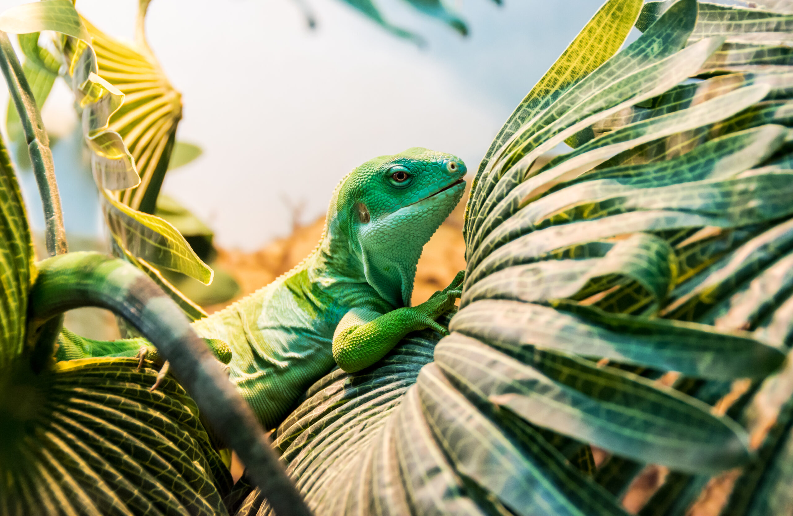 fiji banded iguana