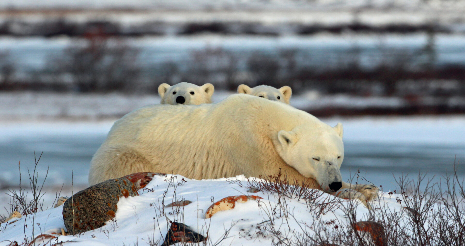 Polar Bear mother -two cubs