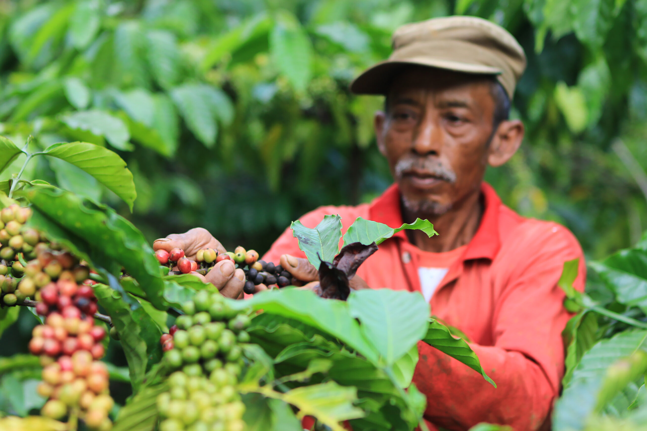 Coffee farmer in Ciremai Mountain, West Java