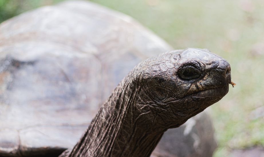 Giant Tortoise Alphonse Island Seychelles