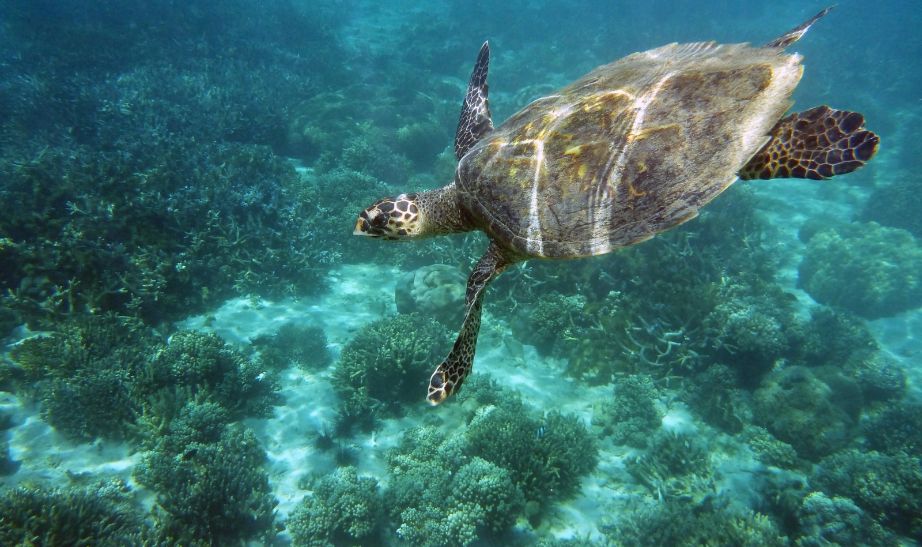 Giant sea turtle Madagascar