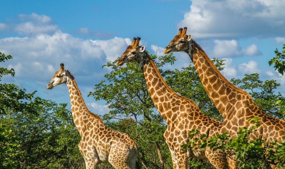 Giraffes Kruger South Africa