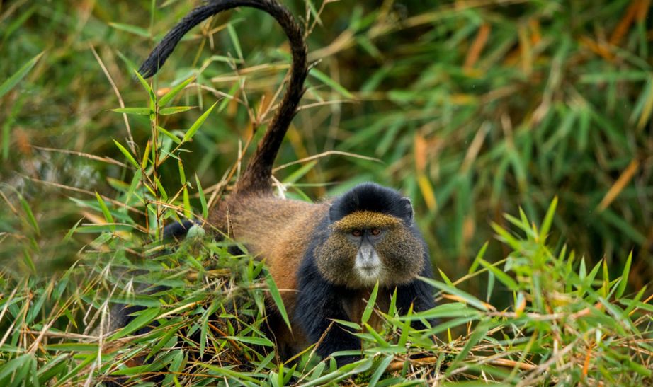 Golden Monkey Trek, Volcanoes National Park Rwanda