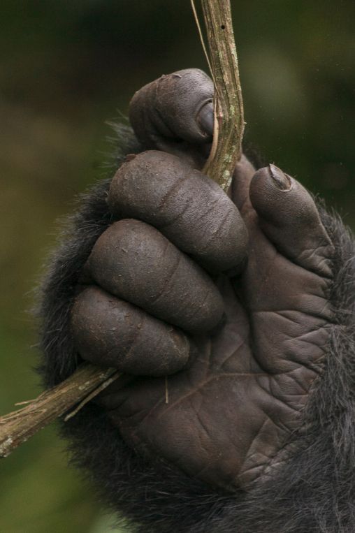 Gorilla hand Rwanda