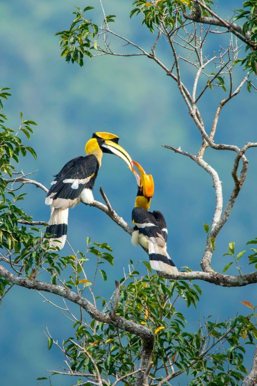 Great hornbill Borneo