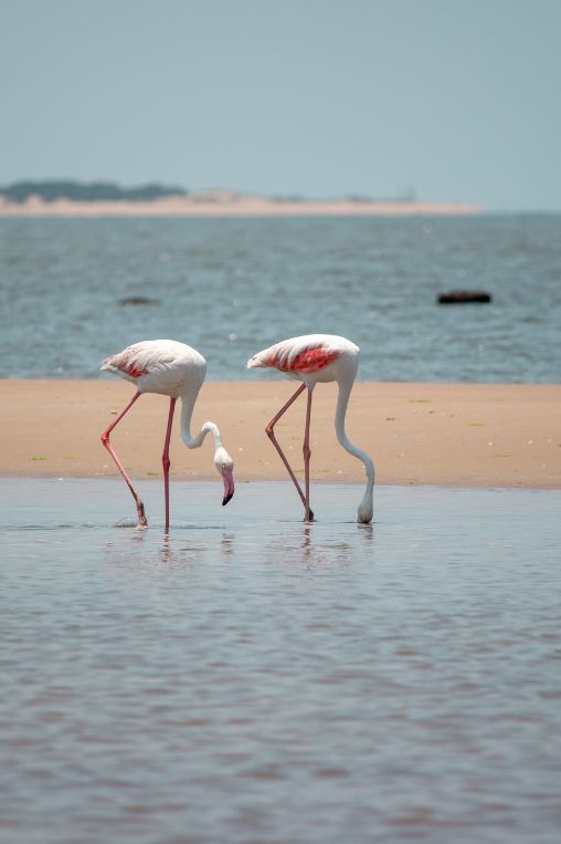 Greater flamingo Costa de Sol beach Maputo