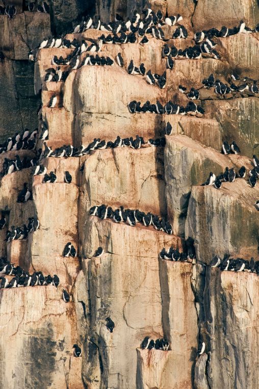 Guillemots Alkefjillet Svalbard