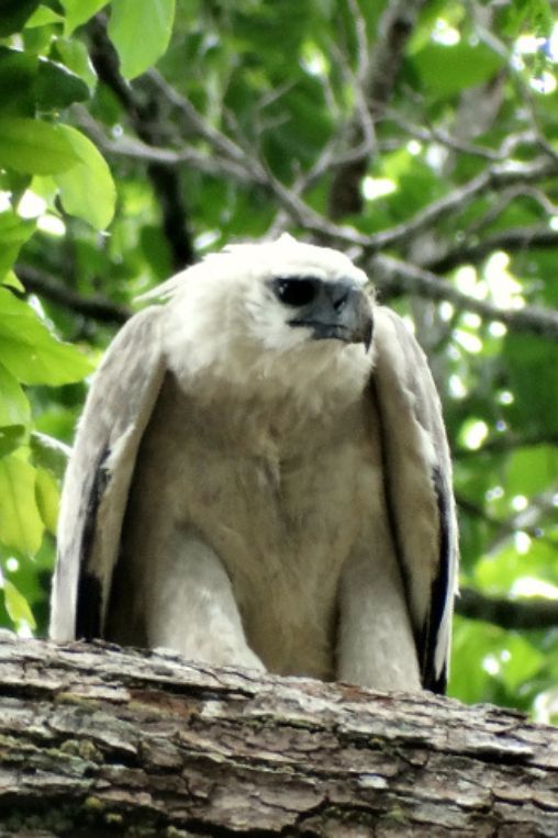 Harpy Eagle Guyana