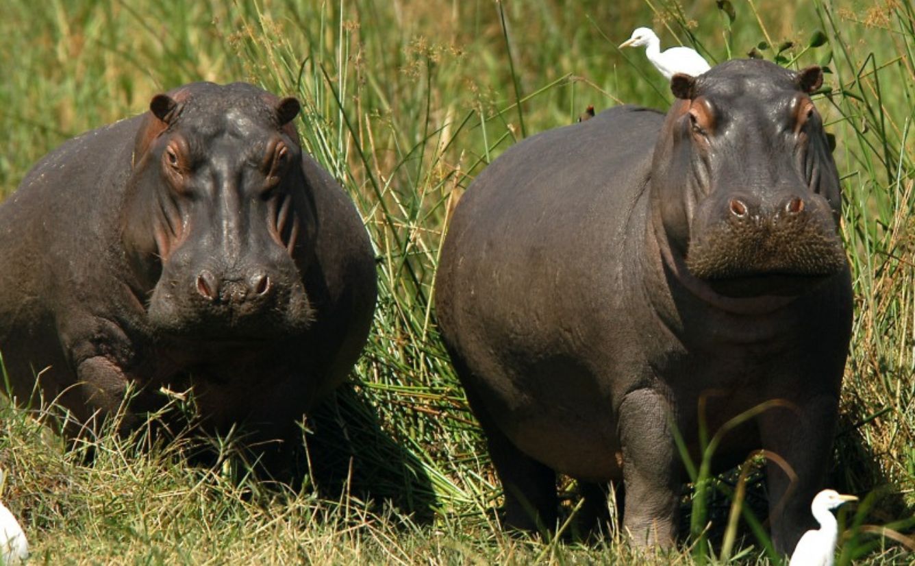 Hippos in Malawi
