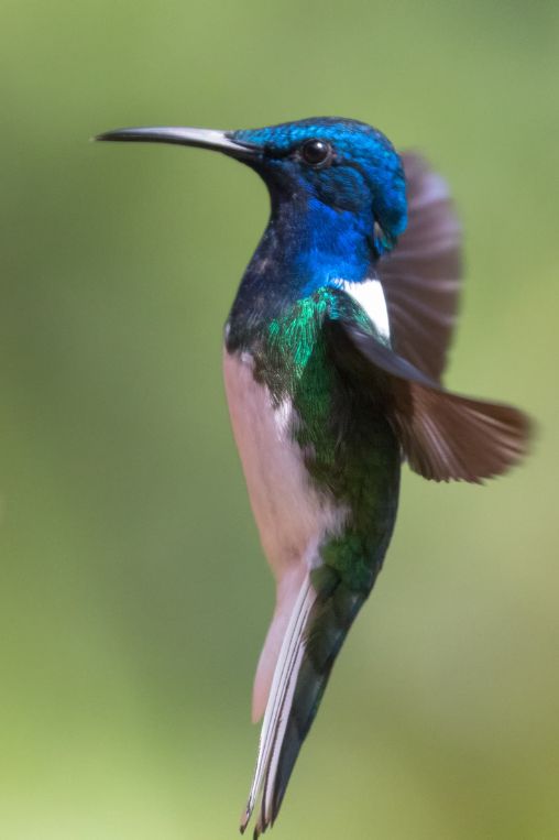 Hummingbird Colombia