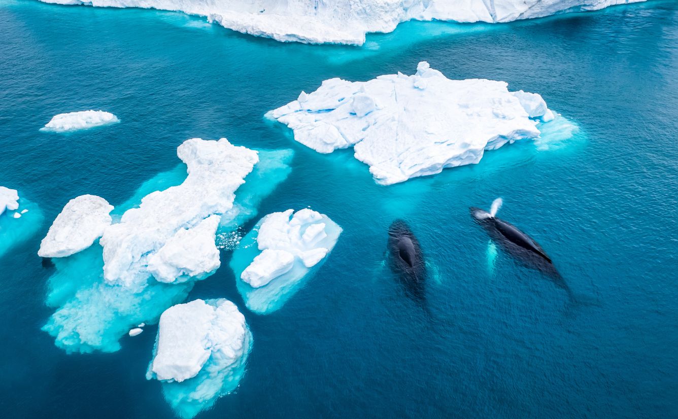 Humpback whales Ilulissat Icefjord North Pole