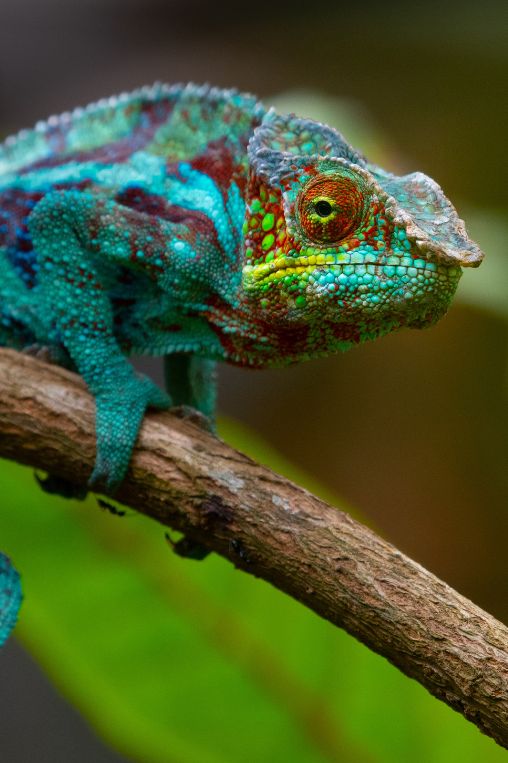Iguana Madagascar