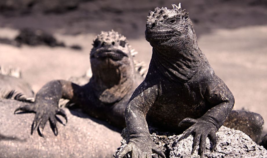 Iguanas Galapagos