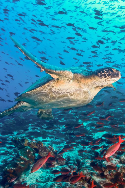 Isabela Island marine life Galapagos