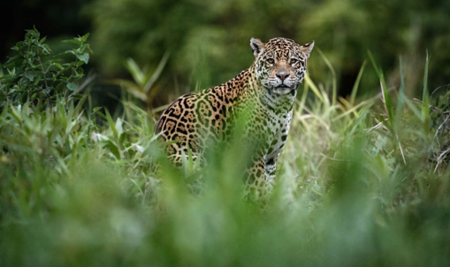 Jaguar Belize