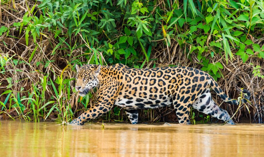 Jaguar Brazil