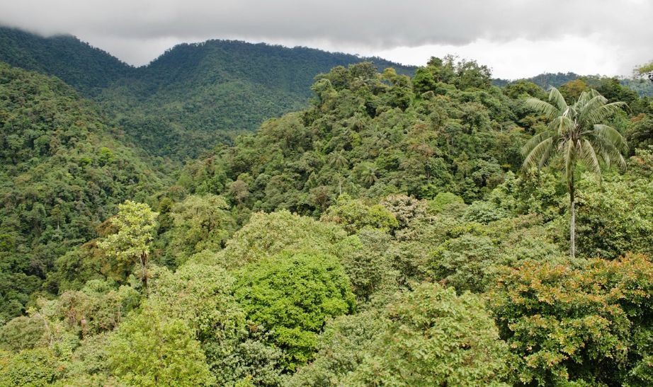 Jungle Ecuador