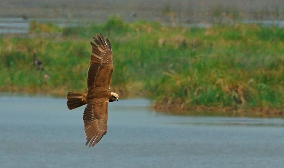 Kasanka bird Zambia