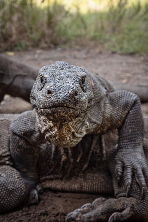 Komodo dragon Indonesia