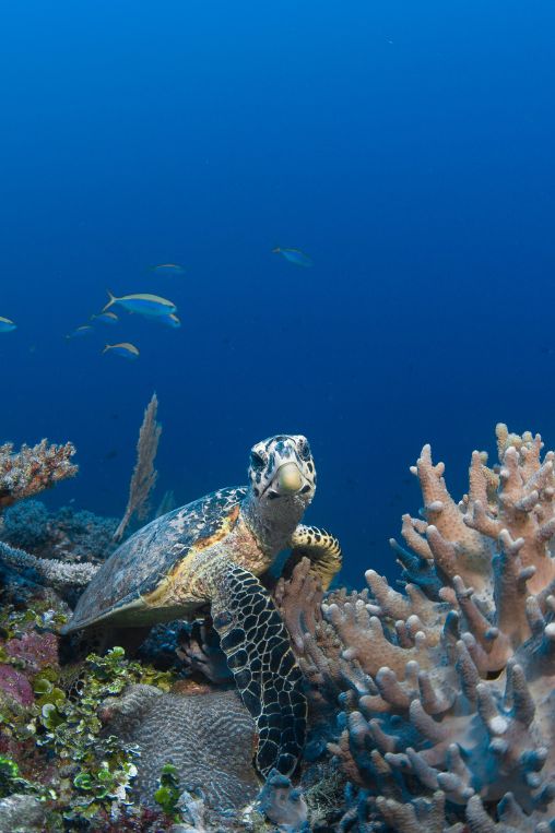 Turtle at Six Senses Laamu, The Maldives